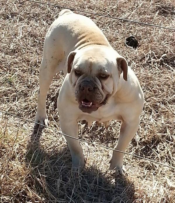 Lyra of Nunley Ranch | Olde English Bulldogge 