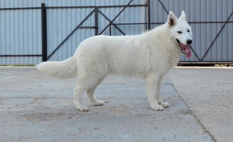 KAORI ICE WIND | White Swiss Shepherd Dog 