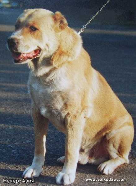 Nuhur Asia | Central Asian Shepherd Dog 