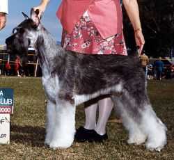 Skansen's Wool Sweater | Giant Schnauzer 