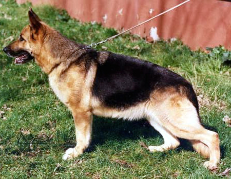 Christin von der Burg Aliso | German Shepherd Dog 