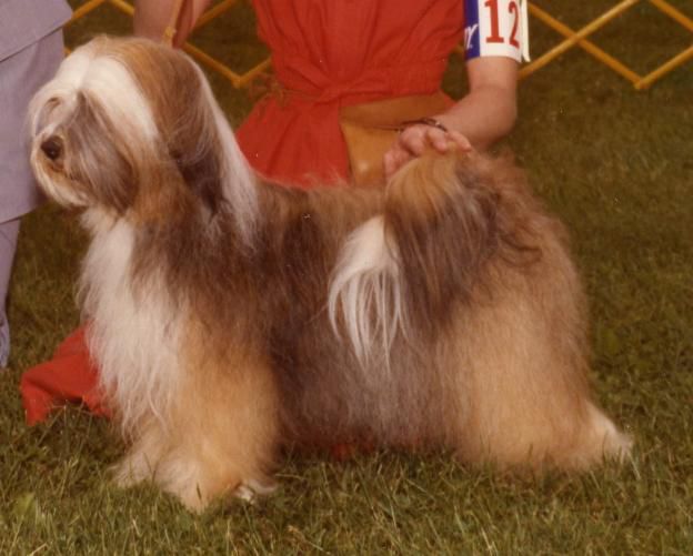 KONTAN'S MISTY PAN-DAN LHA-MO | Tibetan Terrier 