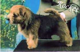 JAEVA POCKET ROCKET | Norfolk Terrier 