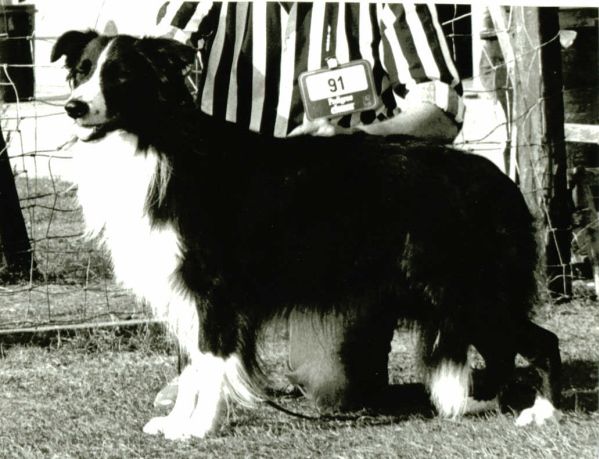 Joamp Black Jack | Border Collie 