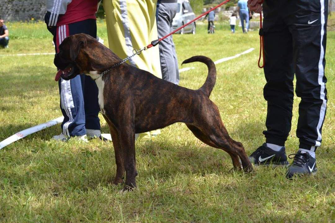 Hana de diosa de la Aurora | Boxer 