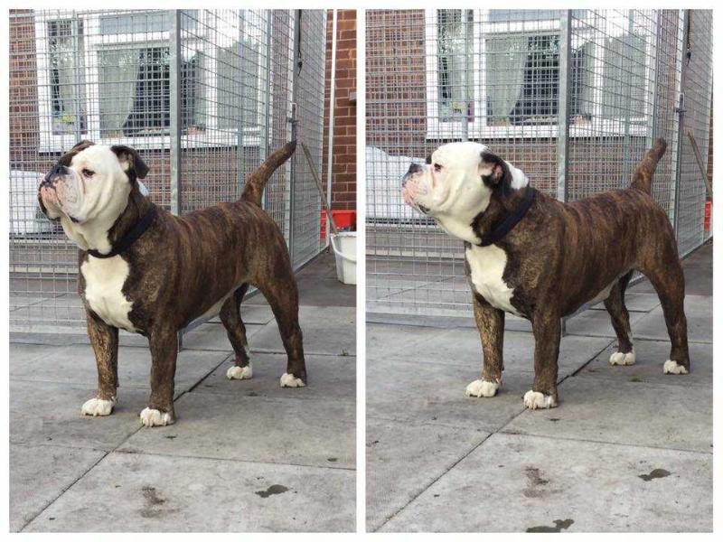 NBBZ's Charlie | Olde English Bulldogge 