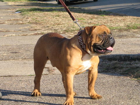 Stanley's Tank | Olde English Bulldogge 