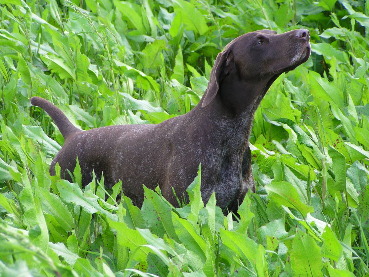 Onja KS Vom Osterberg | German Shorthaired Pointer 