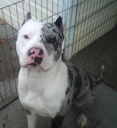 Sutherland's Tocho | American Pit Bull Terrier 