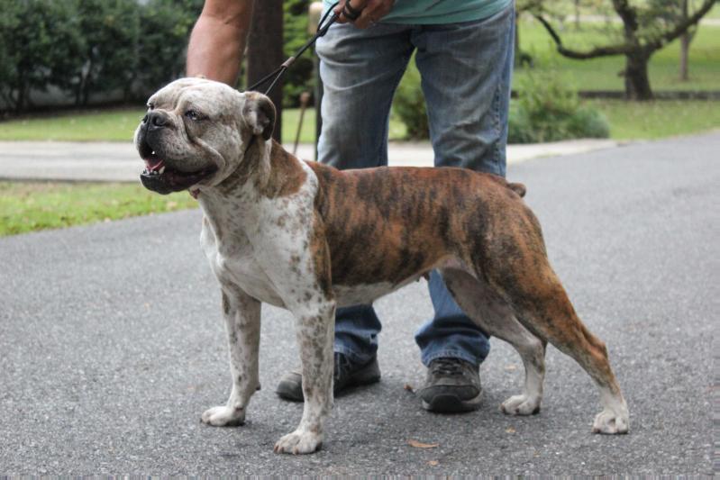 Anderson's Kissed by a Rose | Olde English Bulldogge 