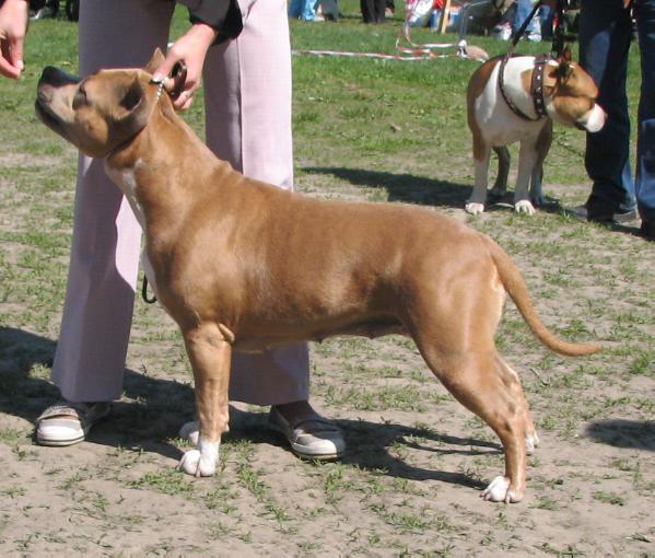 Rus Neva-Da Laima | American Staffordshire Terrier 