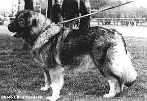 Fili | Yugoslavian Shepherd Dog-Sarplaninac 