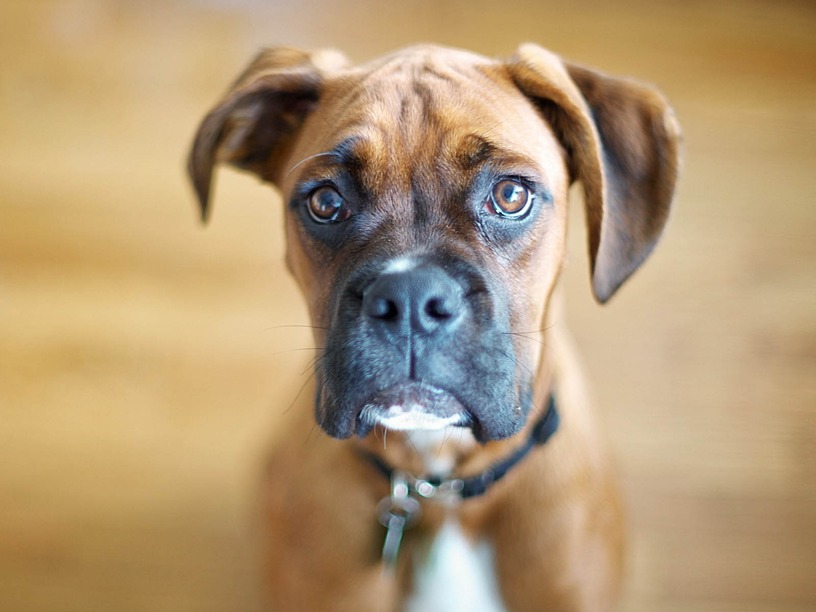 Boxer