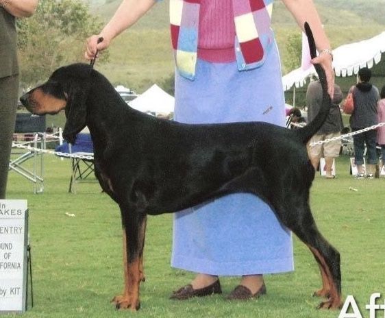 Windbourne Champagne Girl | Black and Tan Coonhound 