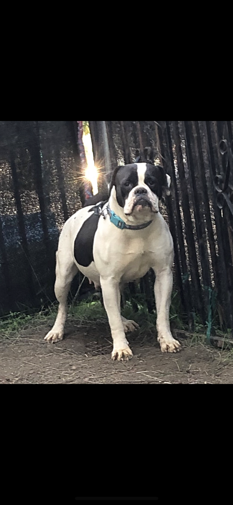 PINTOS BULLYS BILLIE JANE | American Bulldog 