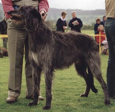 Killoeter Onich | Scottish Deerhound 