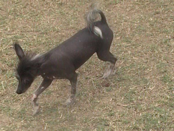 Carolina's All Jacked Up | Chinese Crested 