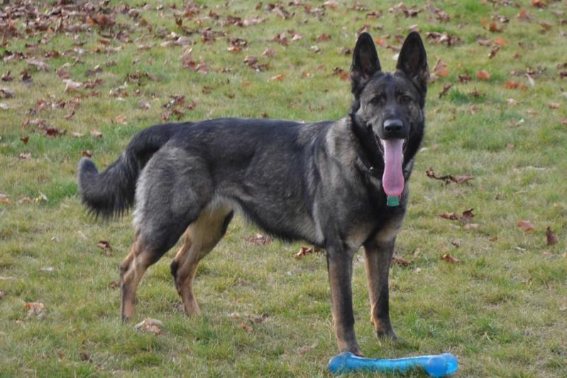 Edee Von Hartwin | German Shepherd Dog 
