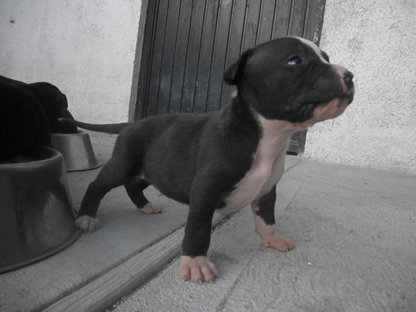 Classic Bulls' JJ | American Pit Bull Terrier 