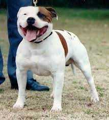 Timanlee Wicked Willy Of Anfield | Staffordshire Bull Terrier 