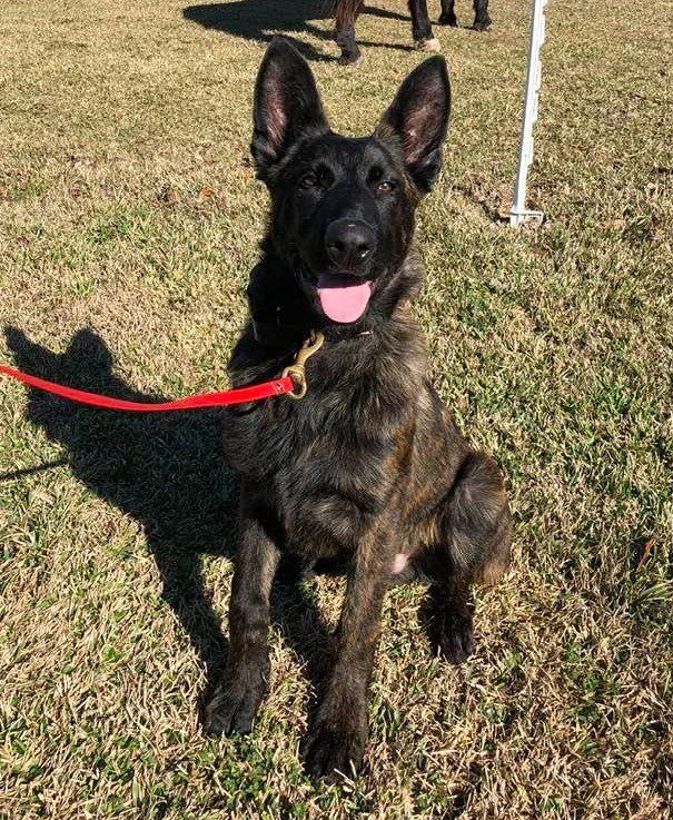 PD King | Dutch Shepherd 