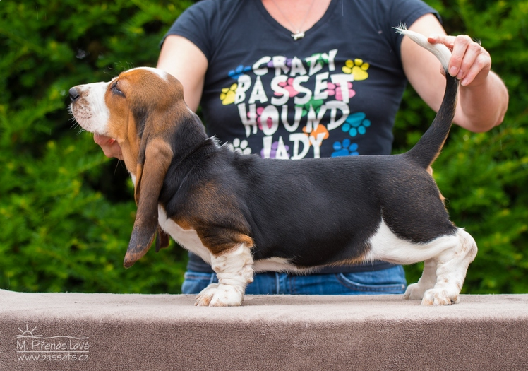 Doris Lady Barnett's | Basset Hound 