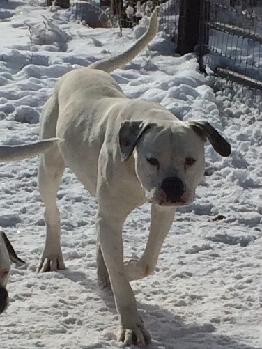 Sha-Sha's Snoop of Northfork | American Bulldog 