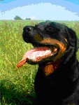 Ixa Wildengel | Rottweiler 