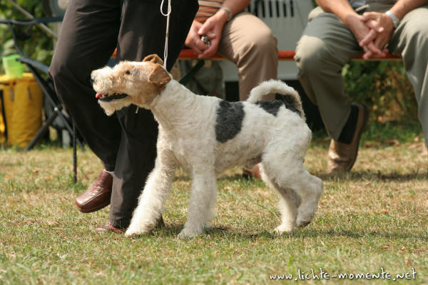 Wassy v. Schulhof | Wire Fox Terrier 