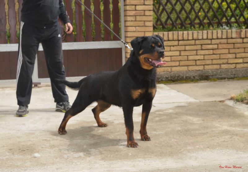 Suzi Von Erster Blick | Rottweiler 