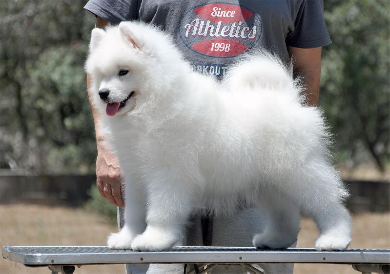 De Villaodon Personal Dream | Samoyed 