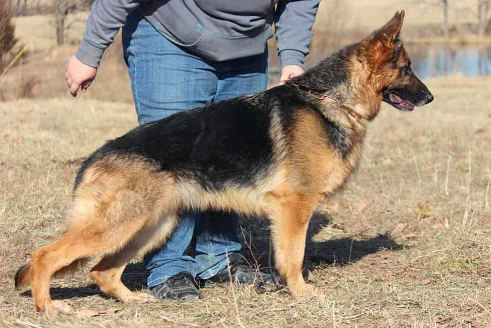 Yahtzee vom haus Huro | German Shepherd Dog 