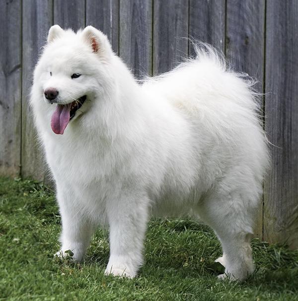 Snowshoe's Whistlin' Dixie | Samoyed 