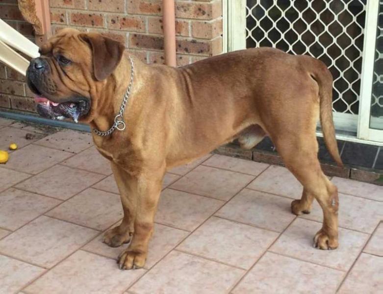 DEAUXROGUE NEMESIS | Dogue de Bordeaux 