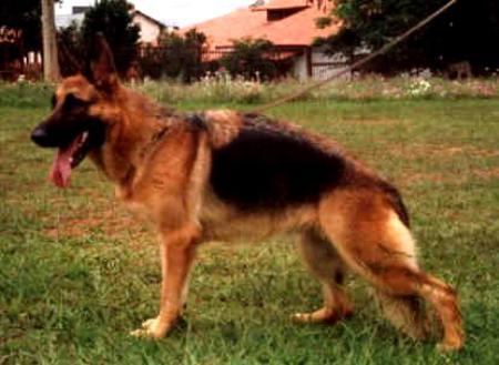 Teka do Vale do Mosel | German Shepherd Dog 