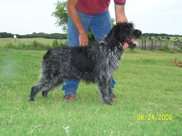 Oak Hill's Black Pepper | German Wirehaired Pointer 