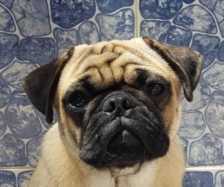 Tao Original Dogus | Pug 