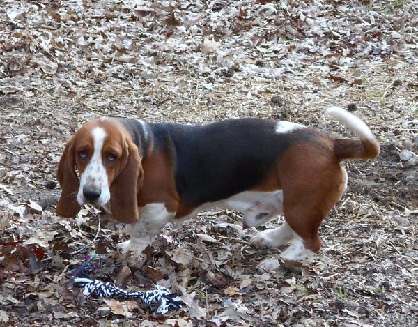 Leonardo The Lionheart | Basset Hound 