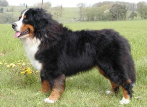 Tzar Des Hautes Vernades | Bernese Mountain Dog 