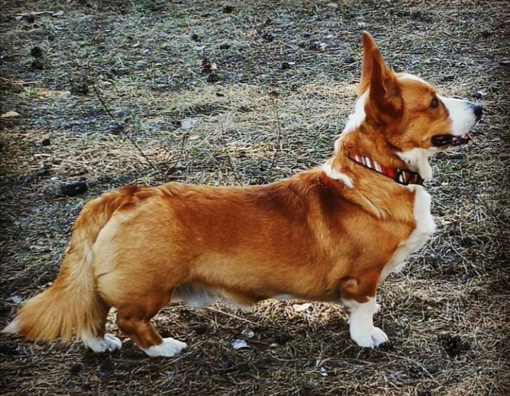 Cardiganium Nathan | Cardigan Welsh Corgi 