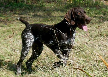 Akym du Marais de Saintonge | German Shorthaired Pointer 