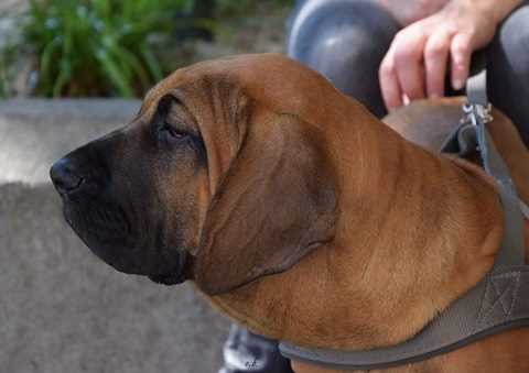 Molly | Fila Brasileiro 