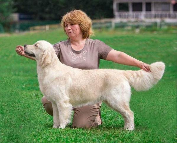 Avrora oro blanco | Golden Retriever 