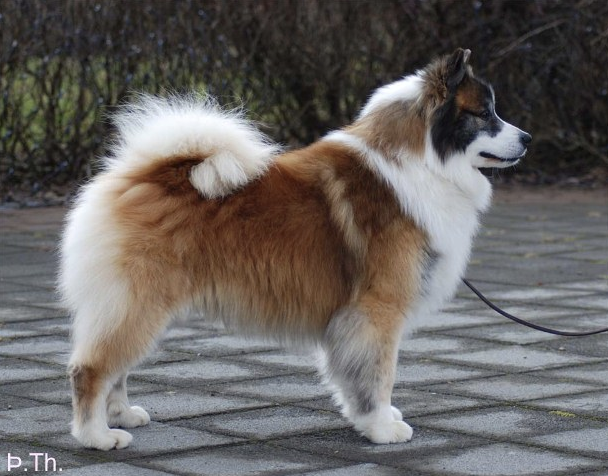 Arnarstaða Askur - 8547/05 | Icelandic Sheepdog 