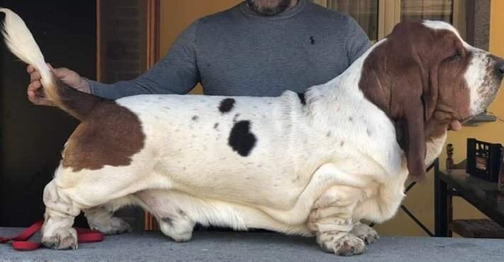 Forte Galopujaka Fufla | Basset Hound 