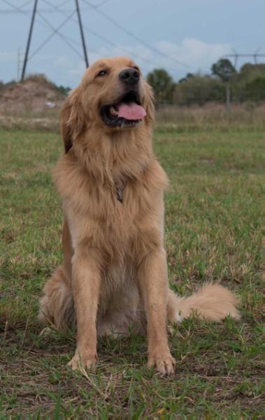 OLIVER JAMES AMORES-SMITH | Golden Retriever 