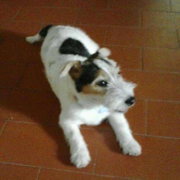 lantaka jack q scarlet | Jack Russell Terrier 