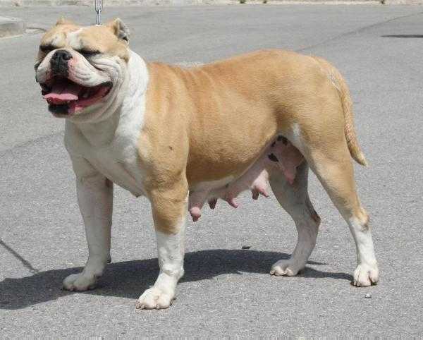 Northside's Bela | Olde English Bulldogge 