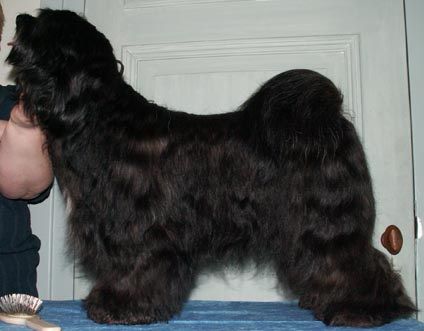 SENGE OF SJO-WHO-SJI-BIB | Tibetan Terrier 