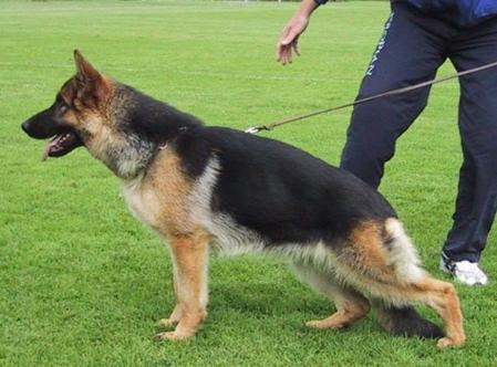 Karats Denzi | German Shepherd Dog 